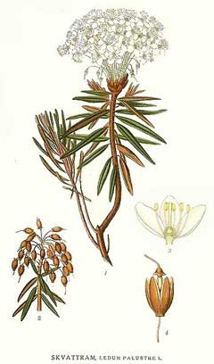 Ledum palustre Wild Rosemary, Marsh Labrador tea Ledum palustre Wild Rosemary, Marsh Labrador tea