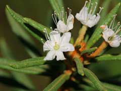 Ledum palustre Wild Rosemary, Marsh Labrador tea Ledum palustre Wild Rosemary, Marsh Labrador tea
