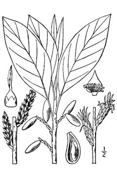 Leitneria floridana Corkwood Leitneria floridana Corkwood