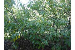 Leitneria floridana Corkwood Leitneria floridana Corkwood