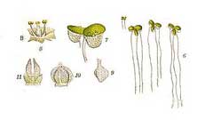 Lemna gibba Gibbous Duckweed