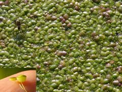 Lemna gibba Gibbous Duckweed