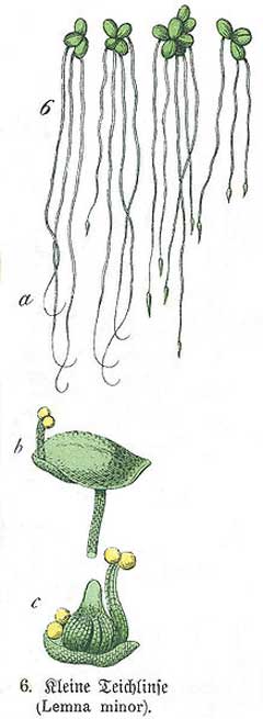 Lemna minor Duckweed