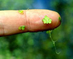 Lemna minor Duckweed