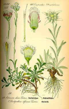 Leontopodium alpinum Edelweiss