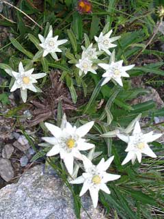 Leontopodium alpinum Edelweiss Leontopodium alpinum Edelweiss