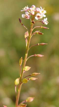Lepidium graminifolium Grassleaf pepperweed Lepidium graminifolium Grassleaf pepperweed