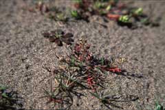Lepidium nitidum Shining Pepperweed, Howell Lepidium nitidum Shining Pepperweed, Howell