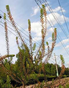 Lepidium ruderale Narrow Leaved Peppergrass, Rroadside pepperweed Lepidium ruderale Narrow Leaved Peppergrass, Rroadside pepperweed