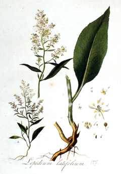 Lepidium_latifolium Dittander, Broadleaved pepperweed