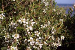Leptospermum laevigatum Coast Tea Tree, Australian teatree Leptospermum laevigatum Coast Tea Tree, Australian teatree