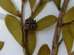 Leptospermum laevigatum Coast Tea Tree, Australian teatree Leptospermum laevigatum Coast Tea Tree, Australian teatree