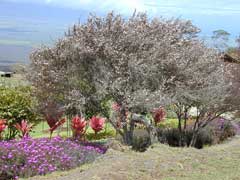 Leptospermum scoparium Tea Tree, Broom teatree, Manuka, New Zealand  Tea Tree