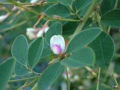 Lespedeza buergeri Lespedeza buergeri