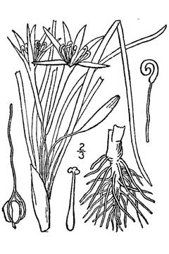 Leucocrinum montanum Sand Lily, Common starlily Leucocrinum montanum Sand Lily, Common starlily
