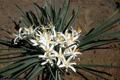 Leucocrinum montanum Sand Lily, Common starlily Leucocrinum montanum Sand Lily, Common starlily