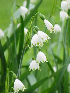 Leucojum aestivum Summer Snowflake Leucojum aestivum Summer Snowflake