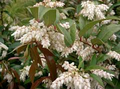 Leucothoe Axillaris Coastal Doghobble Leucothoe Axillaris Coastal Doghobble