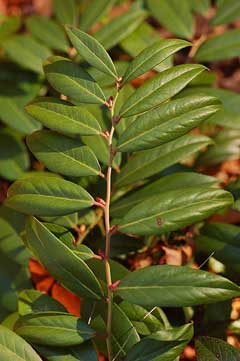 Leucothoe Axillaris Coastal Doghobble Leucothoe Axillaris Coastal Doghobble
