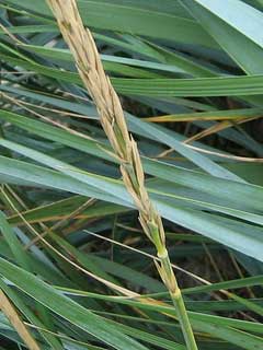 Leymus arenarius Lyme Grass, Sand ryegrass Leymus arenarius Lyme Grass, Sand ryegrass