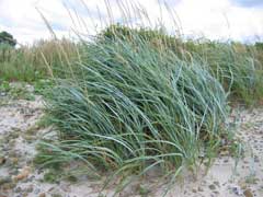 Leymus arenarius Lyme Grass