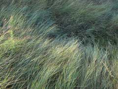 Leymus triticoides Squaw Grass, Beardless wildrye Leymus triticoides Squaw Grass, Beardless wildrye