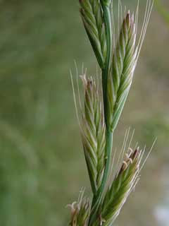 Leymus triticoides Squaw Grass, Beardless wildrye Leymus triticoides Squaw Grass, Beardless wildrye