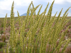 Leymus cinereus Basin Wildrye Leymus cinereus Basin Wildrye