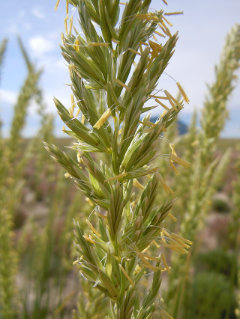 Leymus cinereus Basin Wildrye Leymus cinereus Basin Wildrye