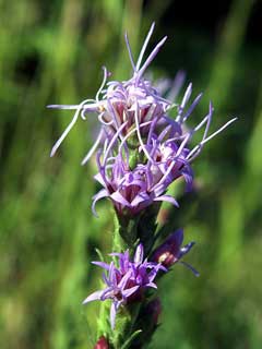 Liatris punctata Snakeroot, Dotted blazing star, Mexican blazing star, Nebraska blazing star Liatris punctata Snakeroot, Dotted blazing star, Mexican blazing star, Nebraska blazing star