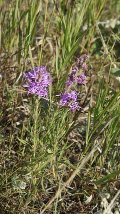 Liatris punctata Snakeroot, Dotted blazing star, Mexican blazing star, Nebraska blazing star Liatris punctata Snakeroot, Dotted blazing star, Mexican blazing star, Nebraska blazing star