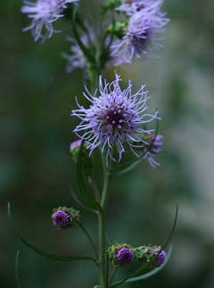 Liatris scariosa Devil Liatris scariosa Devil