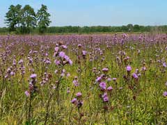 Liatris scariosa Devil Liatris scariosa Devil