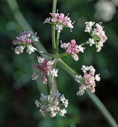 Ligusticum mutellina Mountain Lovage, Alpine lovage Ligusticum mutellina Mountain Lovage, Alpine lovage