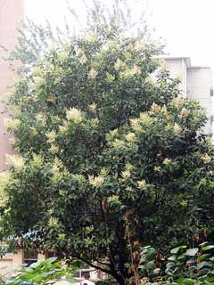 Ligustrum lucidum Chinese Privet, Glossy privet, White Wax Tree, Tree  Ligustrum