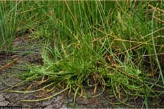 Lilaea scilloides Awl-leaf lilaea Lilaea scilloides Awl-leaf lilaea