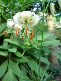 Lilium cernuum Lilium cernuum