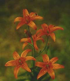Lilium concolor Morning Star Lily
