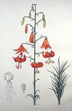 Lilium davidii Lilium davidii