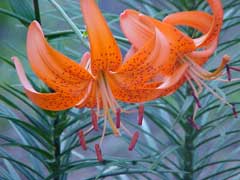 Lilium davidii Lilium davidii