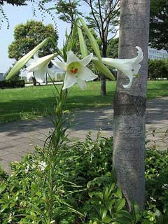 Lilium formosanum Formosa lily Lilium formosanum Formosa lily