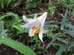 Lilium japonicum Bamboo Lily Lilium japonicum Bamboo Lily