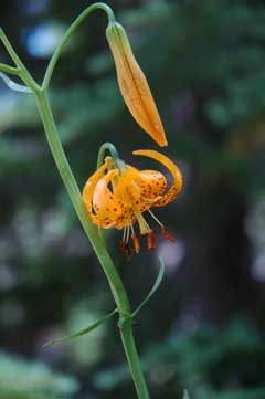 Lilium kelleyanum Kelley Lilium kelleyanum Kelley