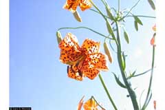 Lilium kelleyanum Kelley Lilium kelleyanum Kelley