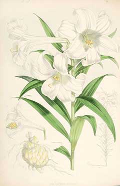 Lilium longiflorum White Trumpet Lily, Easter lily, Trumpet Lily