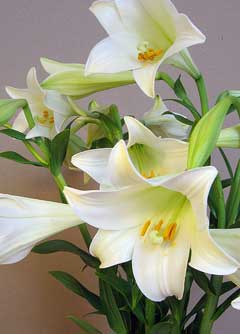 Lilium longiflorum White Trumpet Lily, Easter lily, Trumpet Lily Lilium longiflorum White Trumpet Lily, Easter lily, Trumpet Lily