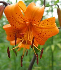 Lilium maculatum 