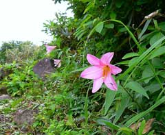 Lilium rubellum Lilium rubellum