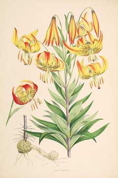 Lilium superbum Swamp Lily, Turk Lilium superbum Swamp Lily, Turk