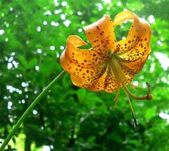 Lilium superbum Swamp Lily, Turk Lilium superbum Swamp Lily, Turk